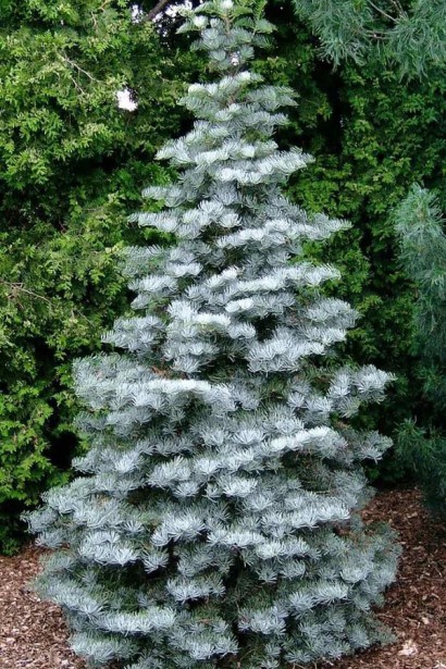 Ялиця одноколірна Арчерс Дварф | Пихта одноцветная Арчерс Дуарф | Abies concolor Acher`s Dwarf